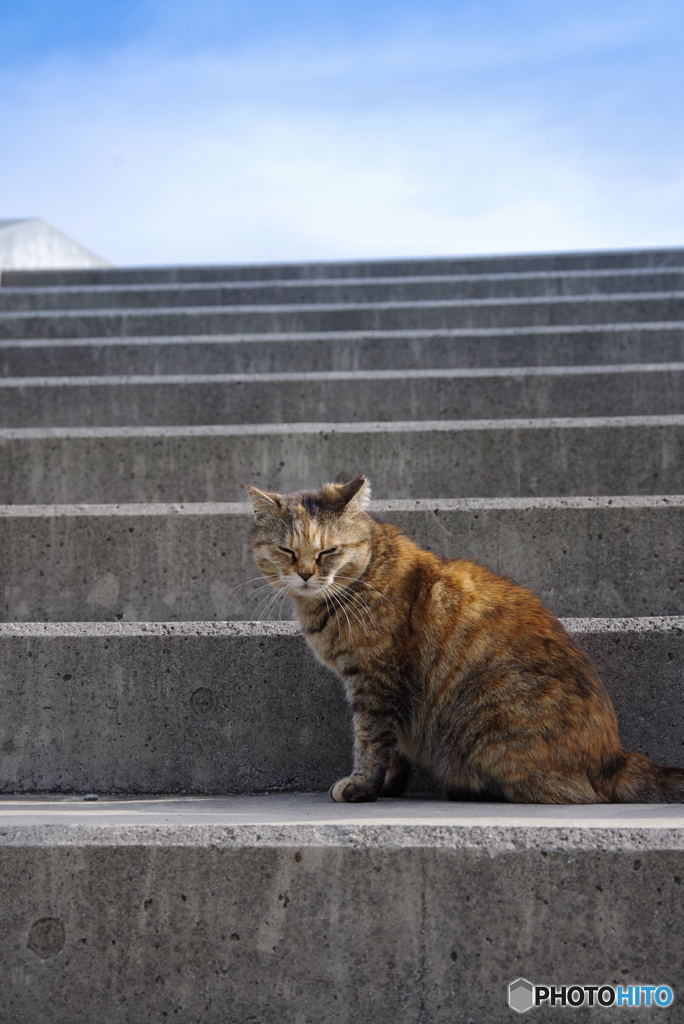ねこ　その６１０