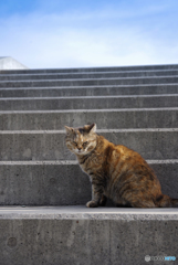 ねこ　その６１０