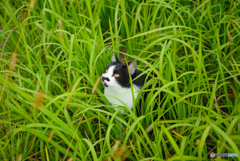ねこ　その３１５