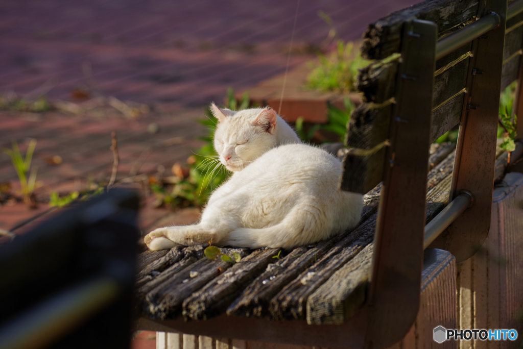 ねこ　その９９１