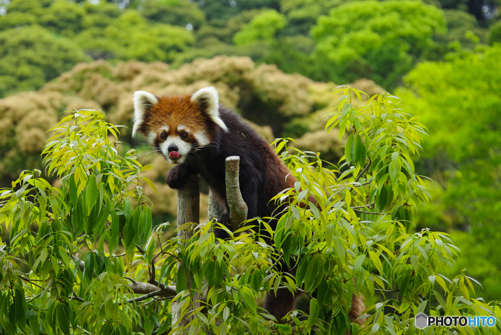 木の上のレッサーパンダ