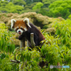 木の上のレッサーパンダ