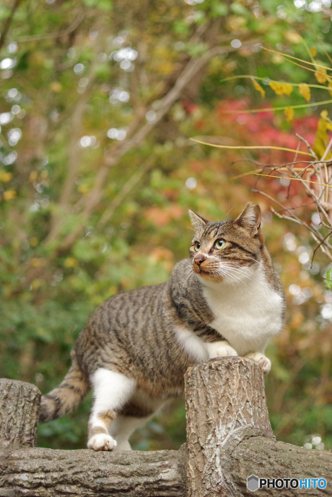 ねこ　その３９４