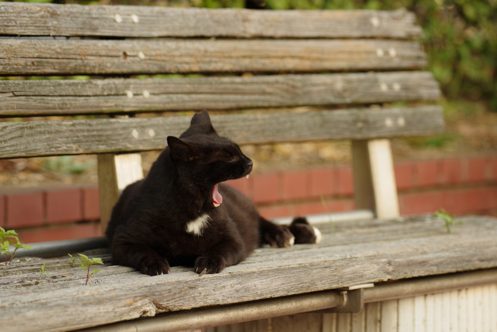 ねこ　その８５８