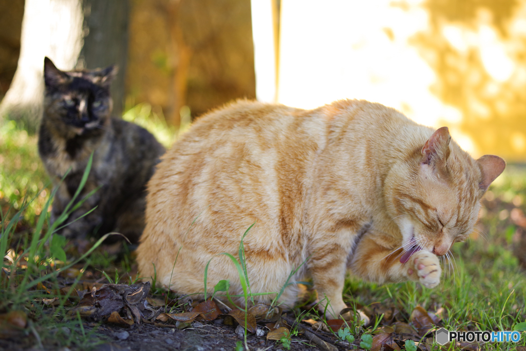 ねこ　その６５５