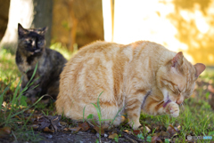 ねこ　その６５５