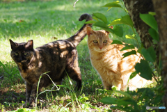 ねこ　その６５６