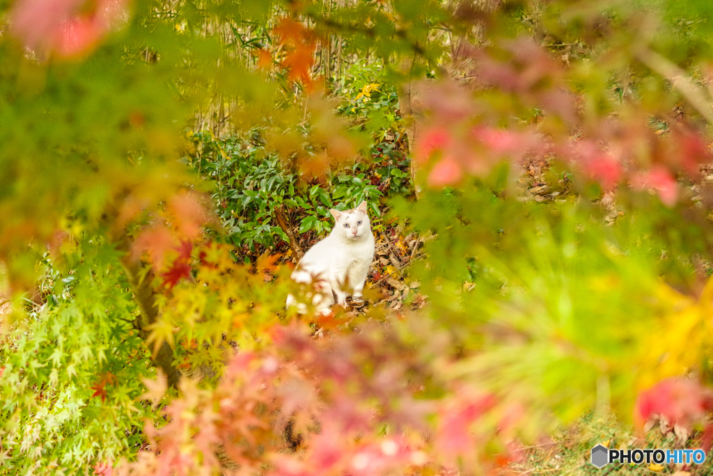 ねこ　その３８７