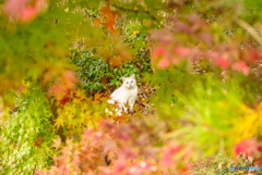 ねこ　その３８７