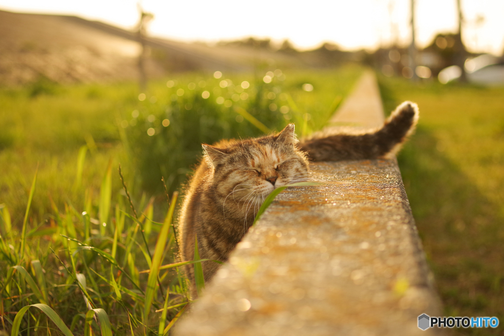ねこ　その５８９