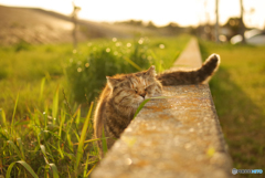 ねこ　その５８９