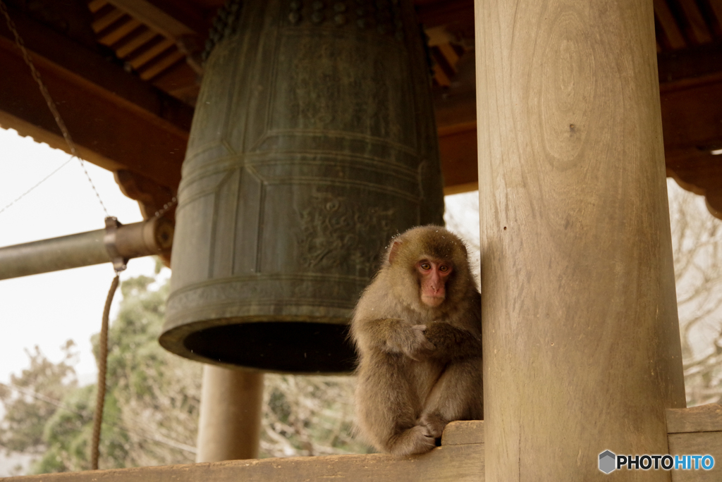 高崎山の鐘と猿