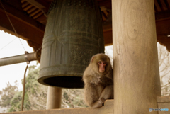 高崎山の鐘と猿