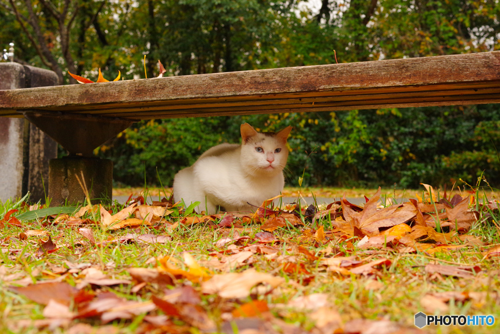 ねこ　その３６２