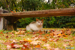 ねこ　その３６２