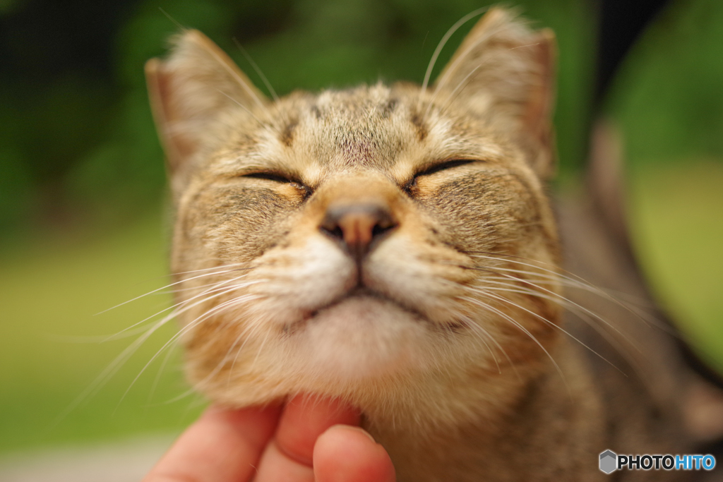 ねこ　その１８３