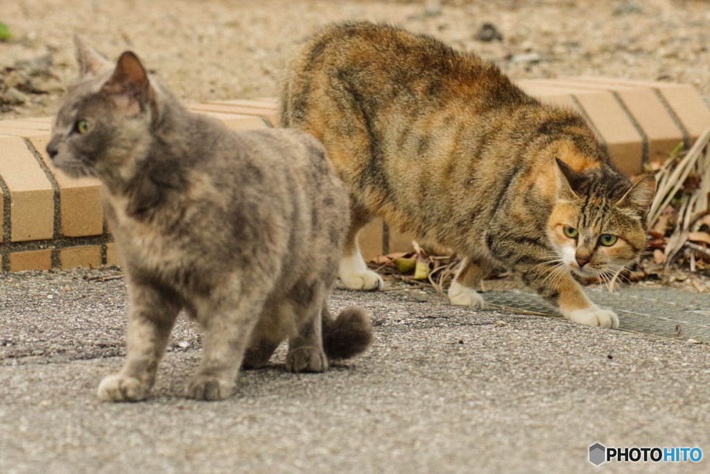 ねこ　その９８１