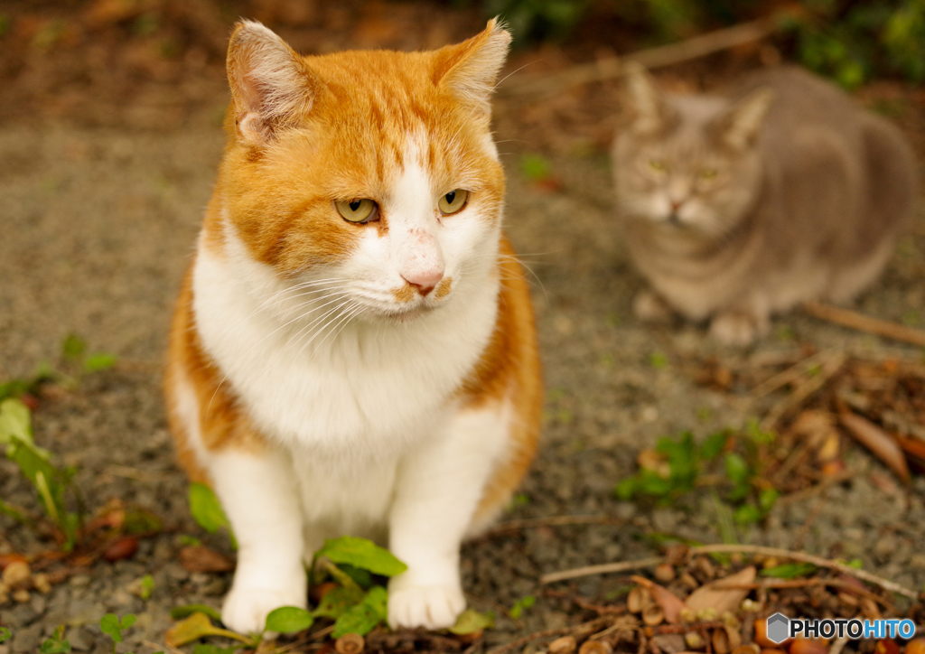 ねこ　その９２７