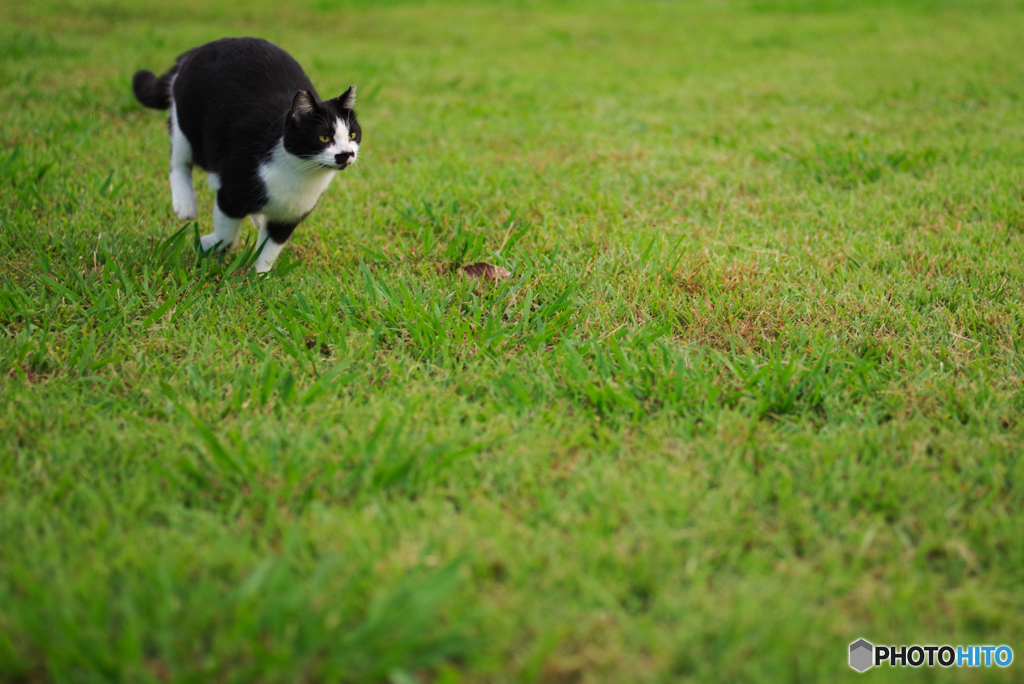 ねこ　その２９７