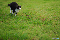 ねこ　その２９７