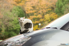 ねこ　その４０９
