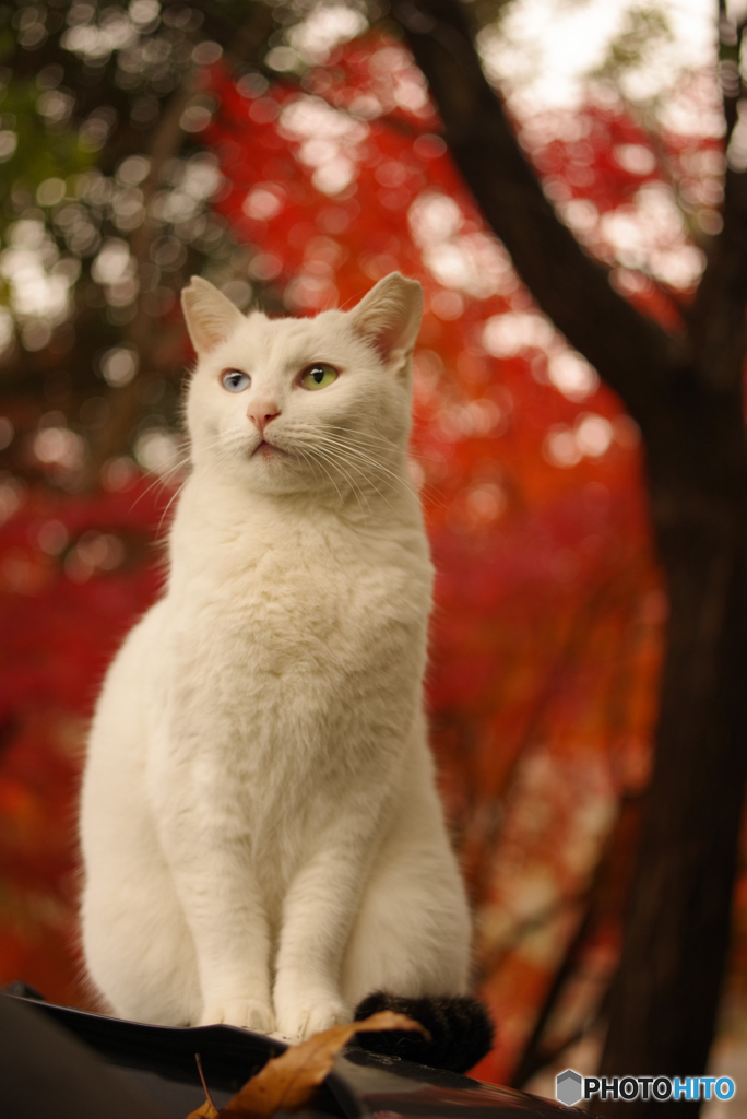 ねこ　その４２２
