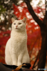 ねこ　その４２２