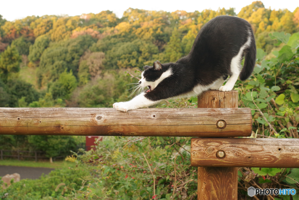 ねこ　その３０６