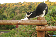 ねこ　その３０６