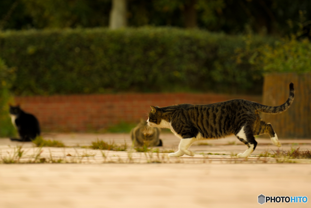 ねこ　その１０２７
