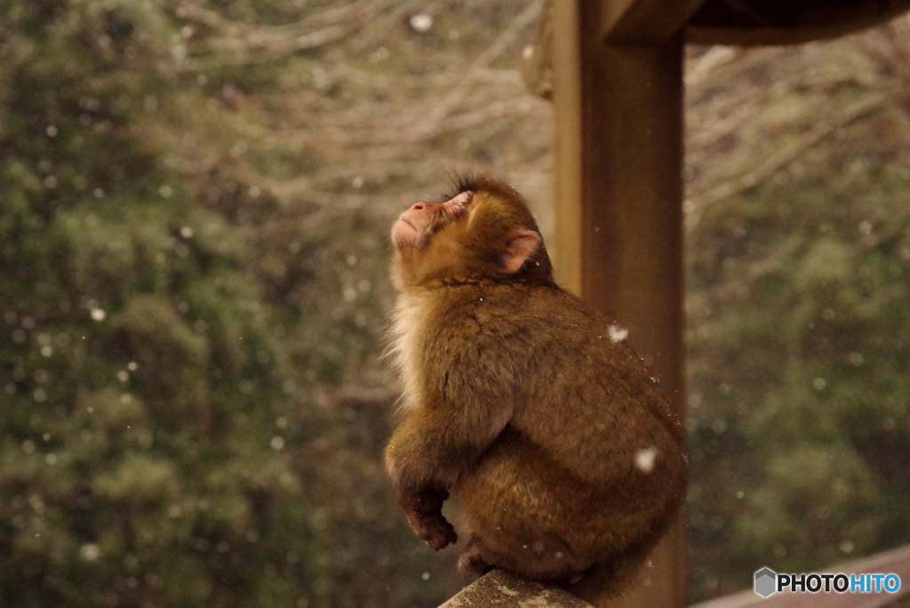 高崎山の雪を見上げる猿