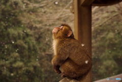 高崎山の雪を見上げる猿