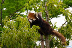 木に登るレッサーパンダ