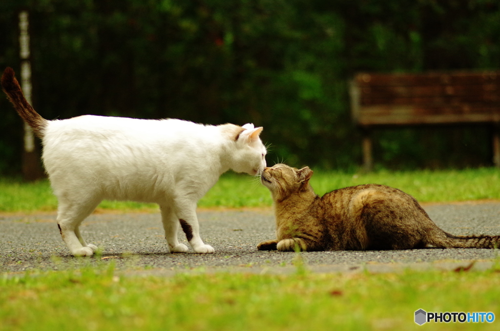 ねこ　その６１