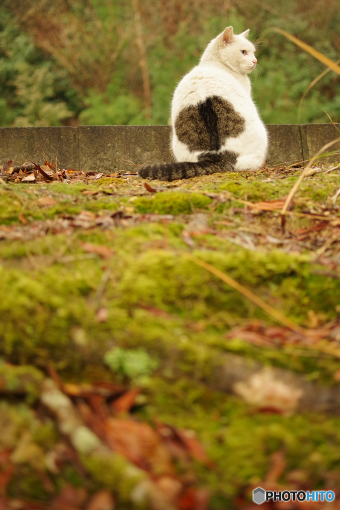 ねこ　その５０９