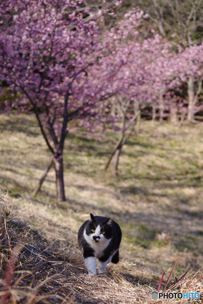 ねこ　その５２４