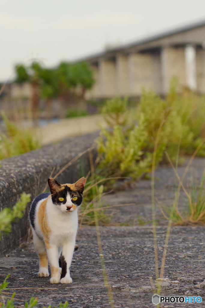 ねこ　その７６９