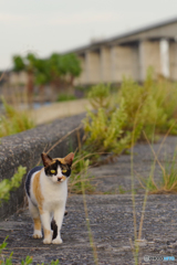 ねこ　その７６９