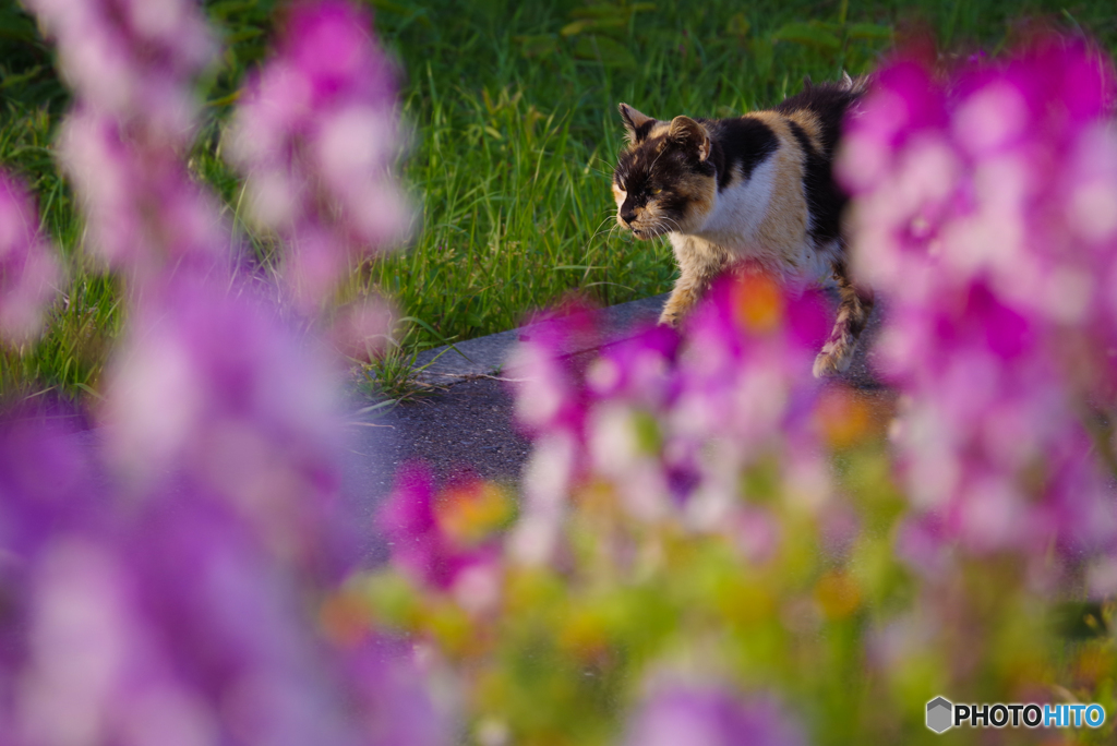 ねこ　その５９２