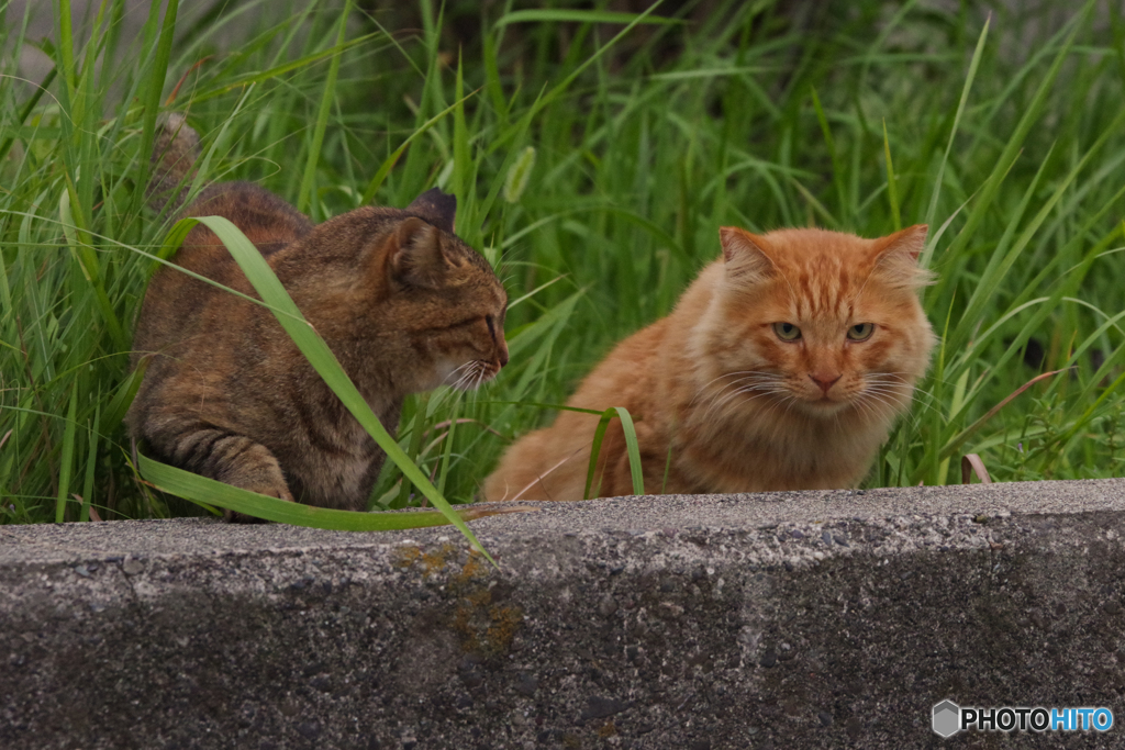 ねこ　その８１８