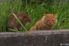 ねこ　その８１８