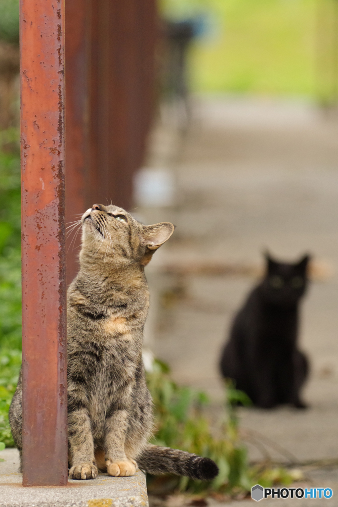 ねこ　その９１７