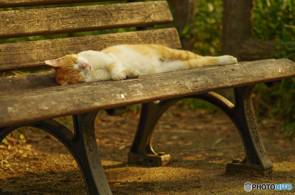 ねこ　その１７６