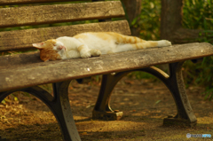ねこ　その１７６