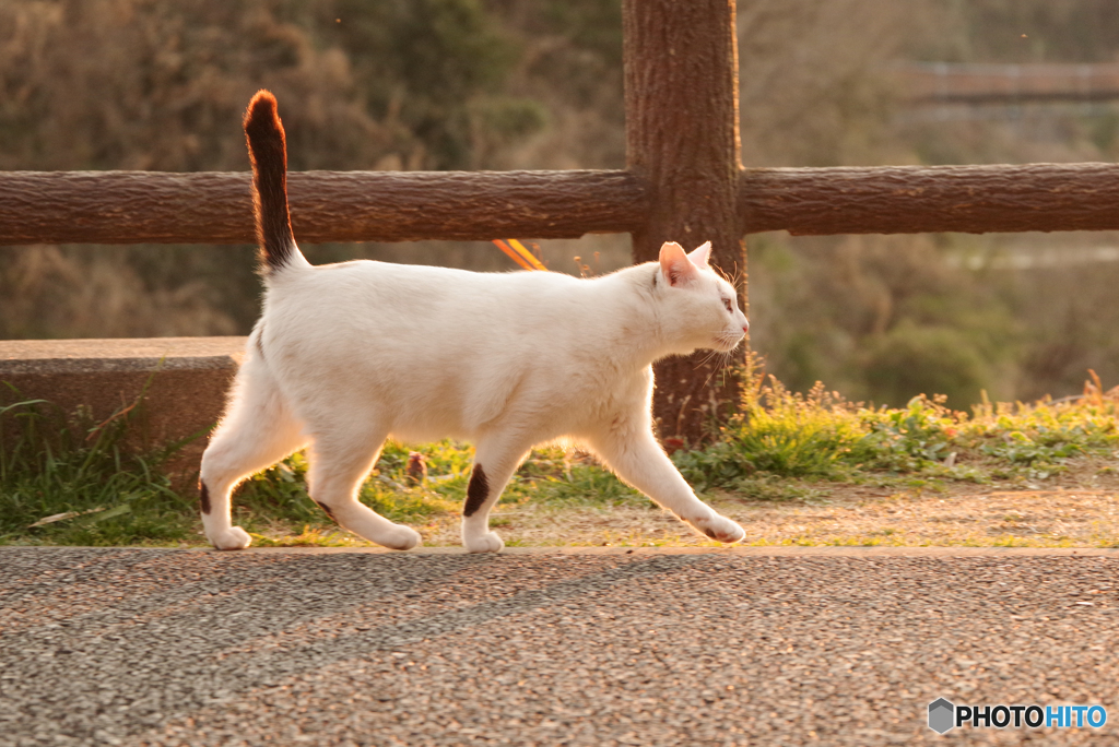 ねこ　その５７８