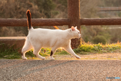 ねこ　その５７８