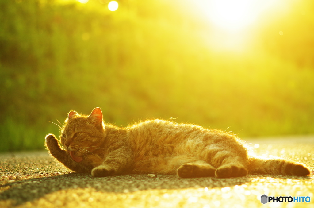 ねこ　その７５