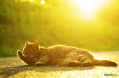 ねこ　その７５