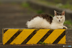 ねこ　その８５０