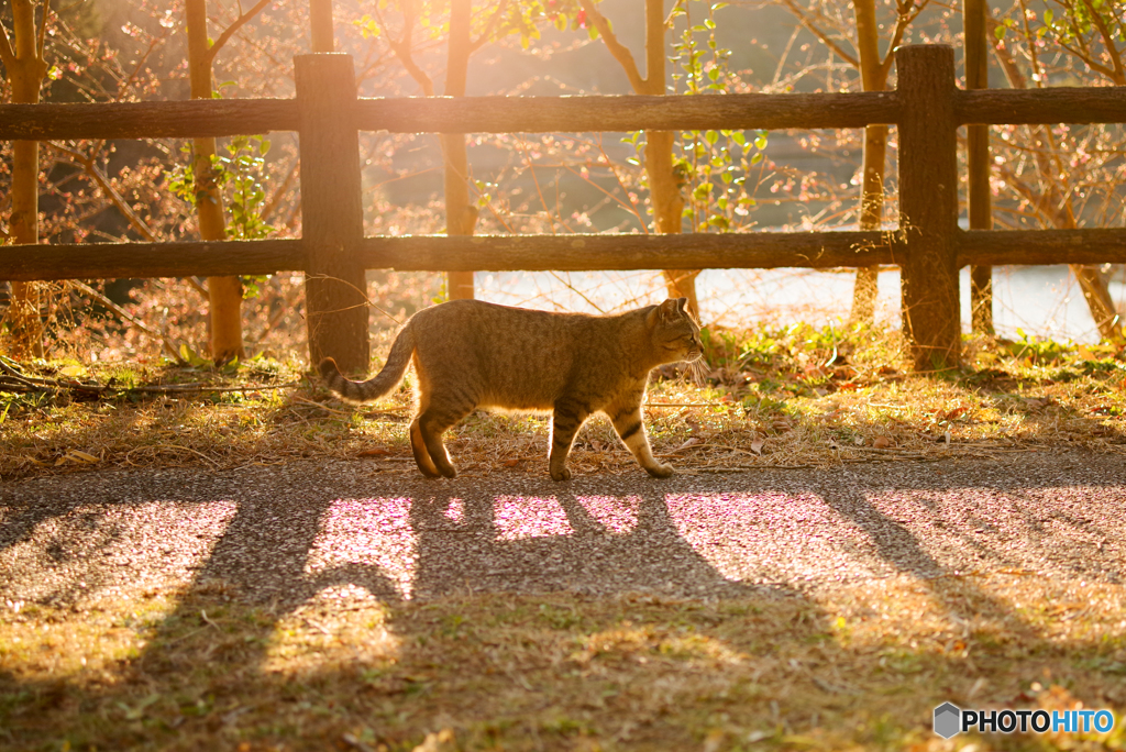 ねこ　その４９０